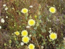 PICTURES/Death Valley - Wildflowers/t_Death Valley - Desert Dandilion.JPG